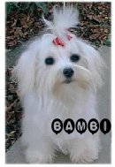 Maltese Bianco's Baci Mi Bambina