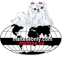 maltese