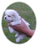 maltese puppy from breeder