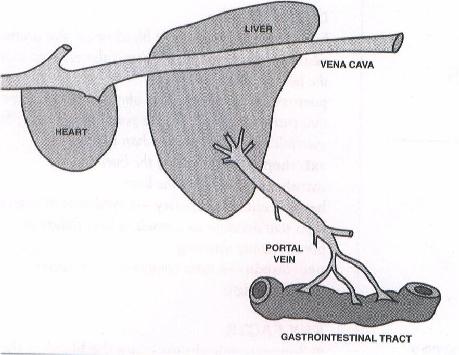 what is a liver shunt in a dog